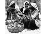 Sorting figs. The first ripe figs are the finest, but the peasants distinguish many grades. The two baskets recall those of the good and bad figs in Jeremiah`s vision (Jeremiah xxiv). An early photograph.